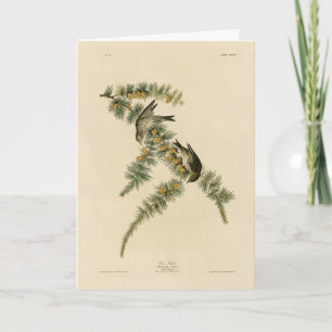 Pine Finch (Pine Siskin), Audubon Birds of America Karte