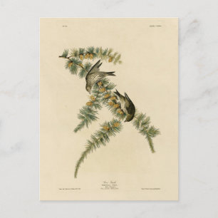 Pine Finch (Pine Siskin), Audubon Birds of America Postkarte