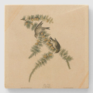 Pine Finch (Pine Siskin), Audubon Birds of America Steinuntersetzer