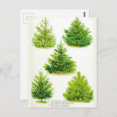 Pine Fir Spruce Tree Vintag Botanische Schrift Postkarte (Vorne/Hinten)