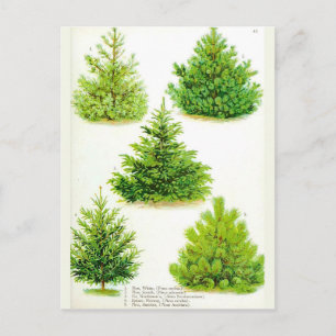 Pine Fir Spruce Tree Vintag Botanische Schrift Postkarte