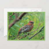 Pine Grosbeak Juvenile Postkarte (Vorne/Hinten)