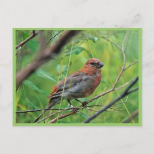 Pine Grosbeak Juvenile Postkarte