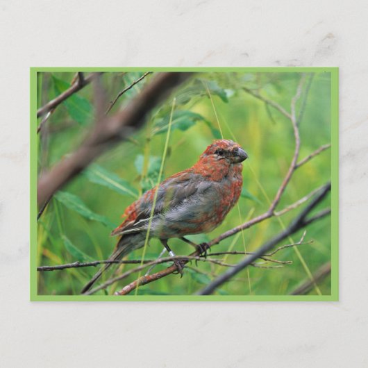 Pine Grosbeak Juvenile Postkarte (Vorderseite)