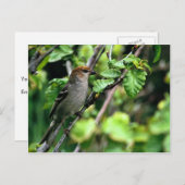 Pine Grosbeak Postkarte (Vorne/Hinten)