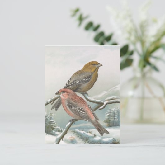 Pine Grosbeak Vintag Bird Illustration Postkarte (Stehend Vorderseite)