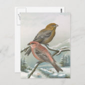 Pine Grosbeak Vintag Bird Illustration Postkarte (Vorne/Hinten)