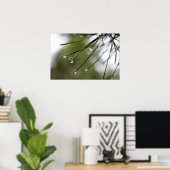 Pine-Injektionsnadeln mit Raindrops-Plakat Poster (Heimbüro)