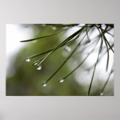 Pine-Injektionsnadeln mit Raindrops-Plakat Poster (Vorne)
