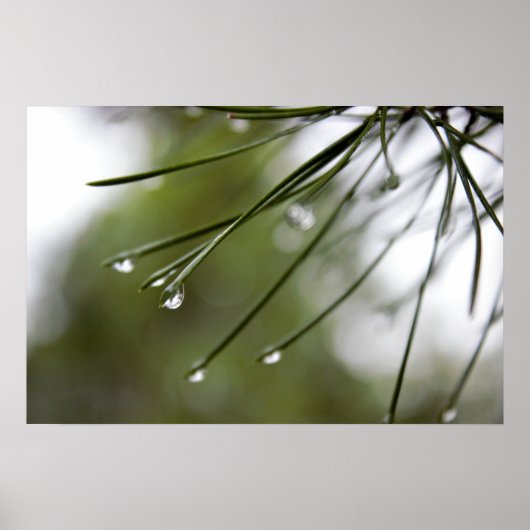 Pine-Injektionsnadeln mit Raindrops-Plakat Poster (Vorne)