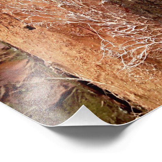 Pine Lace Fotodruck (Ecke)