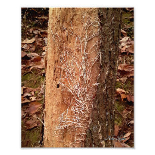 Pine Lace Fotodruck