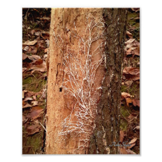 Pine Lace Fotodruck