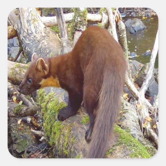 Pine Marten auf Log Quadratischer Aufkleber (Vorderseite)