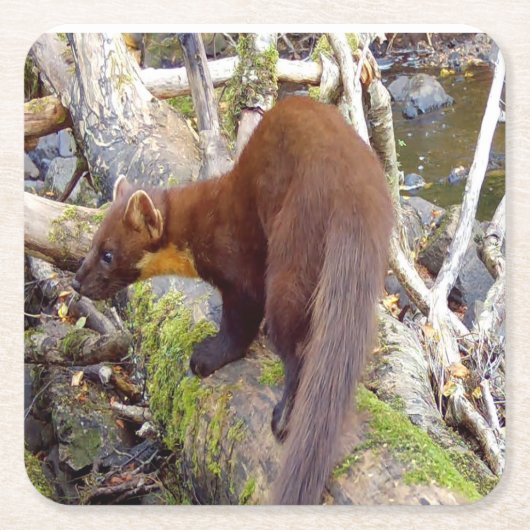Pine Marten auf Log-Untersetzer Rechteckiger Pappuntersetzer (Vorderseite)