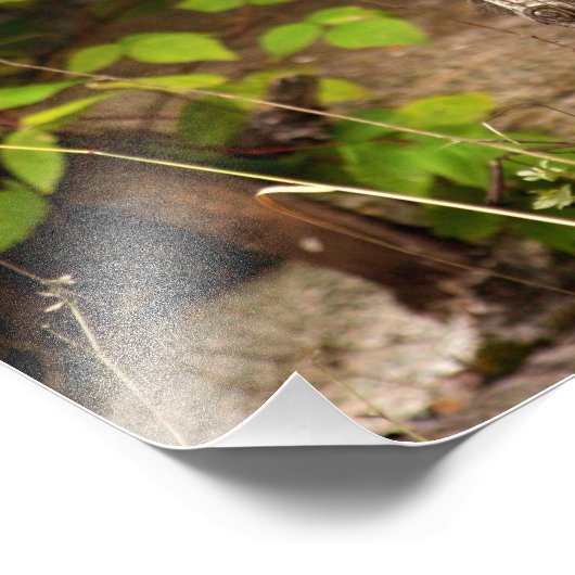 Pine Marten Morning Fotodruck (Ecke)