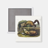 Pine Marten (Mustela Martes) Magnet (Vorderseite/Rückseite)