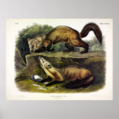 Pine Marten (Mustela Martes) Poster (Vorne)