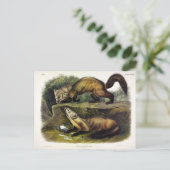 Pine Marten (Mustela Martes) Postkarte (Stehend Vorderseite)