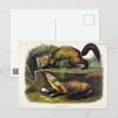 Pine Marten (Mustela Martes) Postkarte (Vorne/Hinten)
