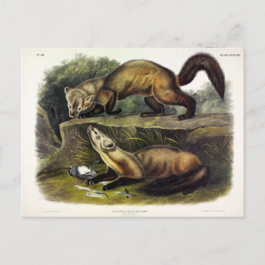Pine Marten (Mustela Martes) Postkarte (Vorderseite)