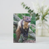 Pine Marten Postcard Postkarte (Stehend Vorderseite)
