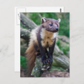 Pine Marten Postcard Postkarte (Vorne/Hinten)