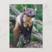 Pine Marten Postcard Postkarte (Vorderseite)