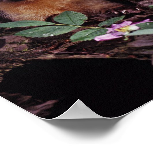 Pine Marten Poster (Ecke)