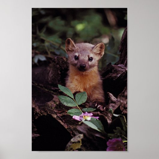 Pine Marten Poster (Vorne)