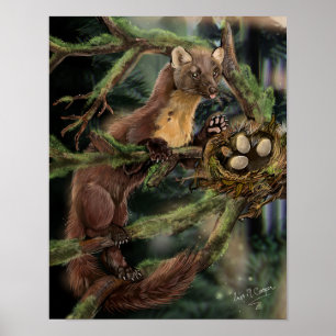 Pine Marten Poster