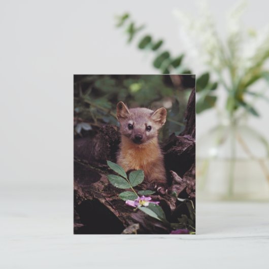 Pine Marten Postkarte (Stehend Vorderseite)