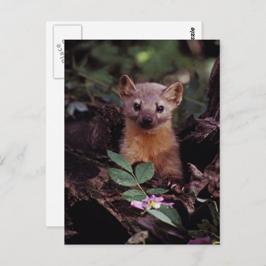 Pine Marten Postkarte (Vorne/Hinten)
