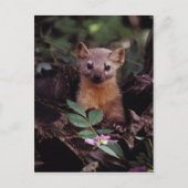 Pine Marten Postkarte (Vorderseite)