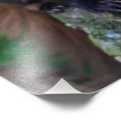 Pine Marten Print Fotodruck (Ecke)