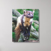 Pine Marten Wrapped Canvas Leinwanddruck (Vorderseite)