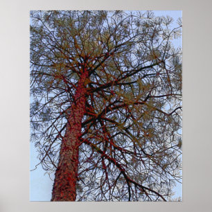 Pine mit Red Trunk Poster