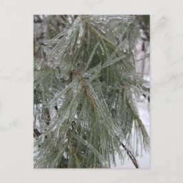 Pine Needles - Ice Holiday Postkarte