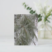 Pine Needles - Ice Holiday Postkarte (Stehend Vorderseite)
