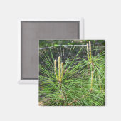 Pine Needles von Kenneth Yoncich Magnet (Vorderseite/Rückseite)
