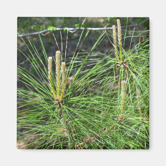 Pine Needles von Kenneth Yoncich Magnet (Vorne)