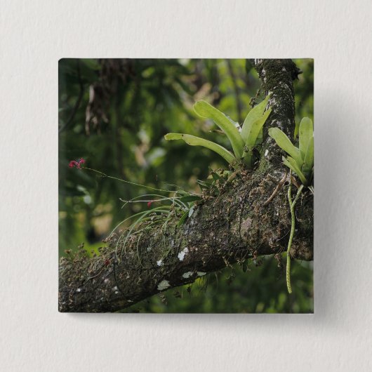 Pine Pink, Bletia purpurea, blühend auf Mango Button (Vorderseite)