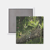 Pine Pink, Bletia Purpurea, blühend auf Mango Magnet (Vorderseite/Rückseite)