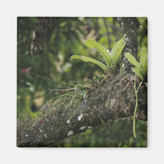 Pine Pink, Bletia Purpurea, blühend auf Mango Magnet (Vorne)