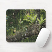 Pine Pink, Bletia purpurea, blühend auf Mango Mousepad (Mit Mouse)