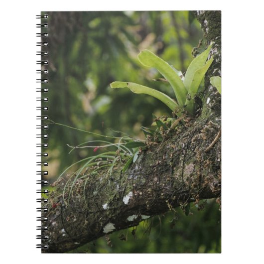 Pine Pink, Bletia purpurea, blühend auf Mango Notizblock (Vorderseite)