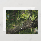 Pine Pink, Bletia purpurea, blühend auf Mango Postkarte (Vorne/Hinten)