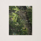 Pine Pink, Bletia purpurea, blühend auf Mango Puzzle (Vertikal)