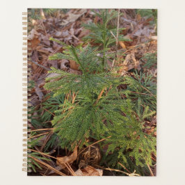 Pine Sapling Spiral Planner Planer