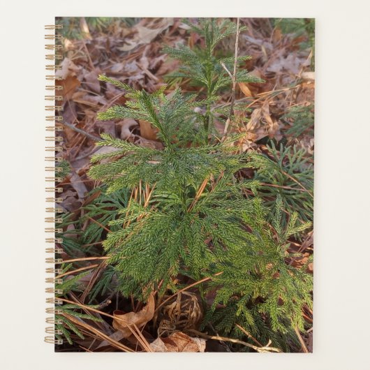 Pine Sapling Spiral Planner Planer (Vorderseite)